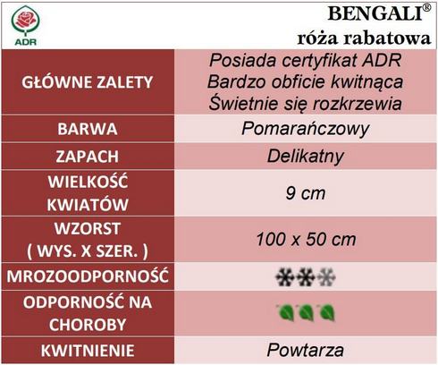 Bengali róże rabatowe gł. zal.
